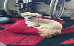 Shih Tzu dogs for stud: Charlie for stud - Image 3