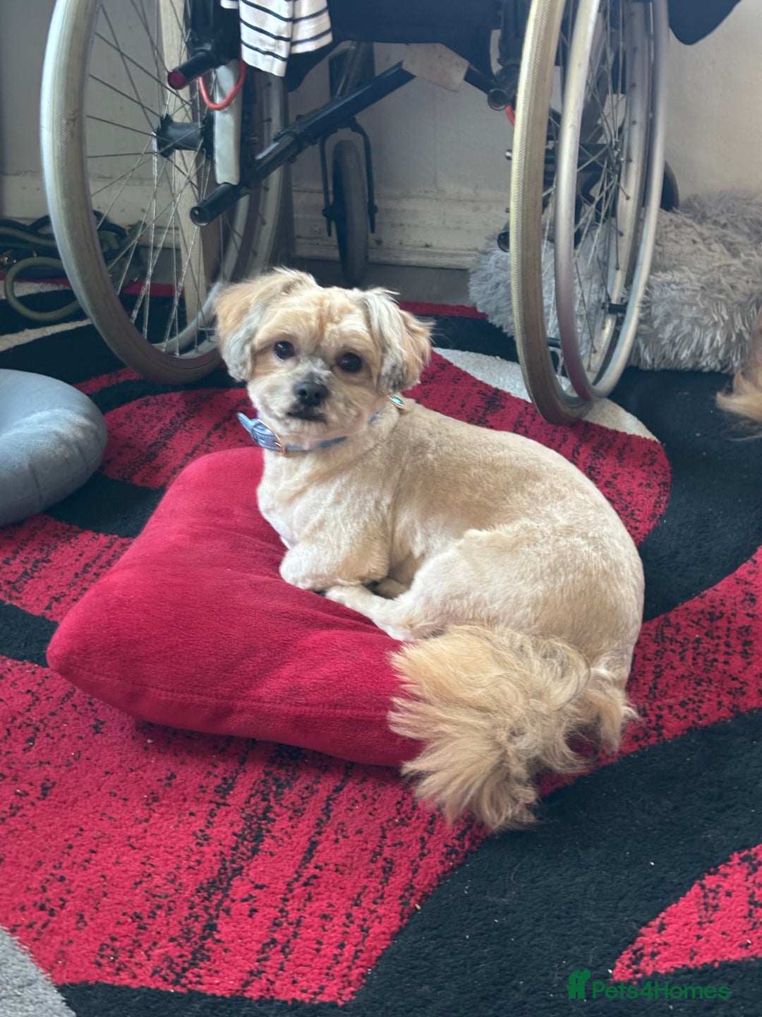 Shih Tzu dogs for stud: Charlie for stud - Image 3