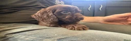 Cockapoo dogs for sale: F1 Cockapoo Pups Ready 20/6/26 - Advert 6