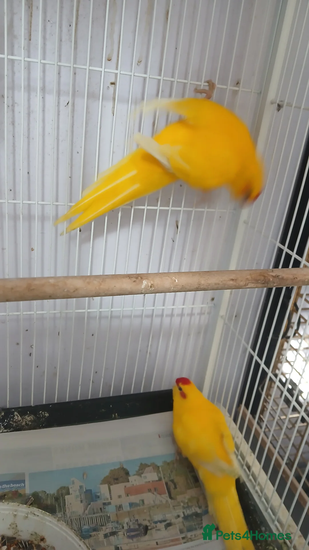 Parakeets birds for sale: Pair of kakarikis  - Advert 1