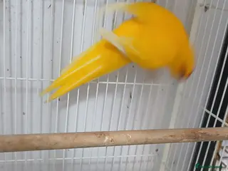 Parakeets birds Pair of kakarikis - Advert 1