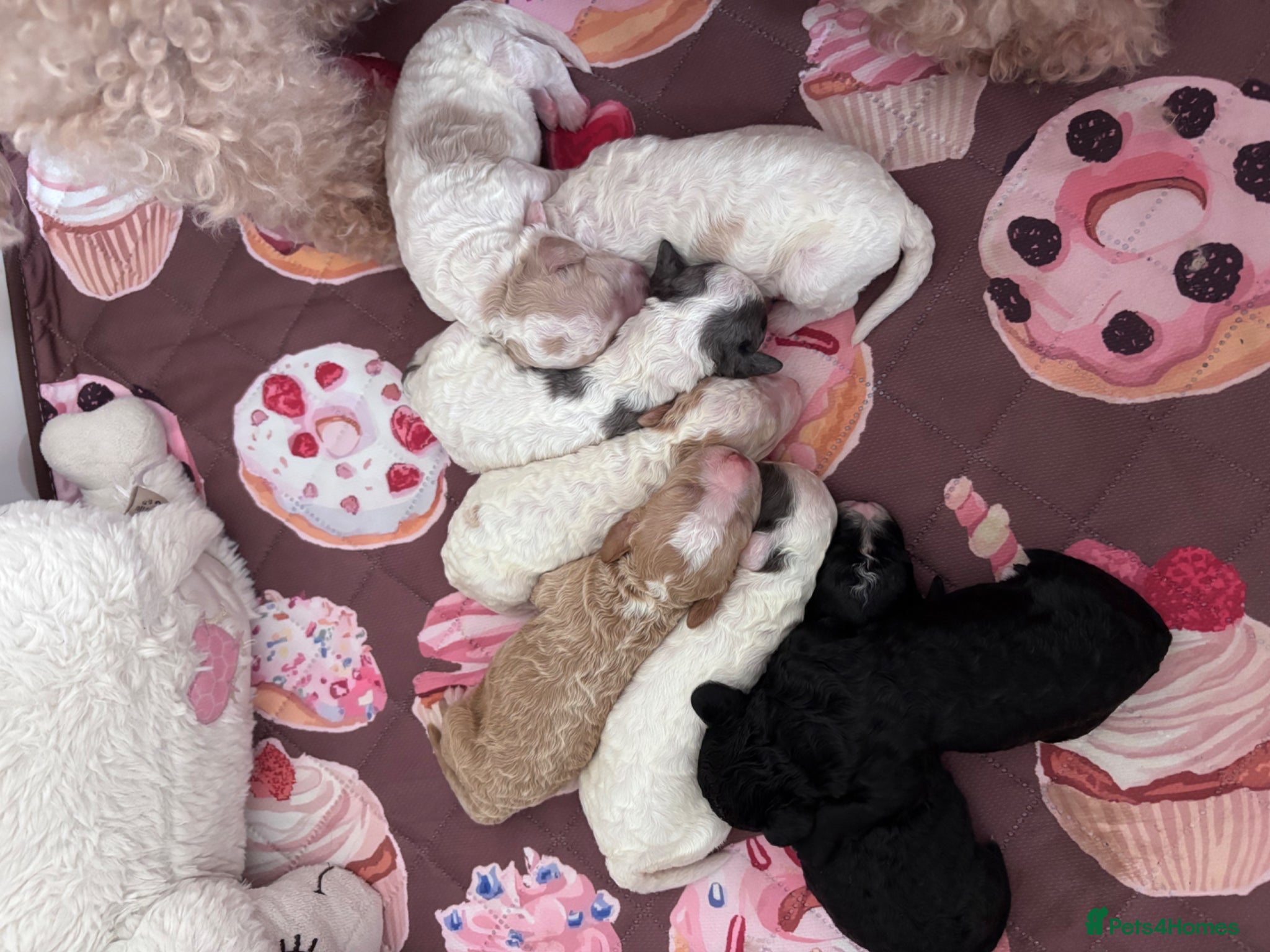 Cavapoo dogs for sale: Stunning Cavapoo puppies - Advert 9