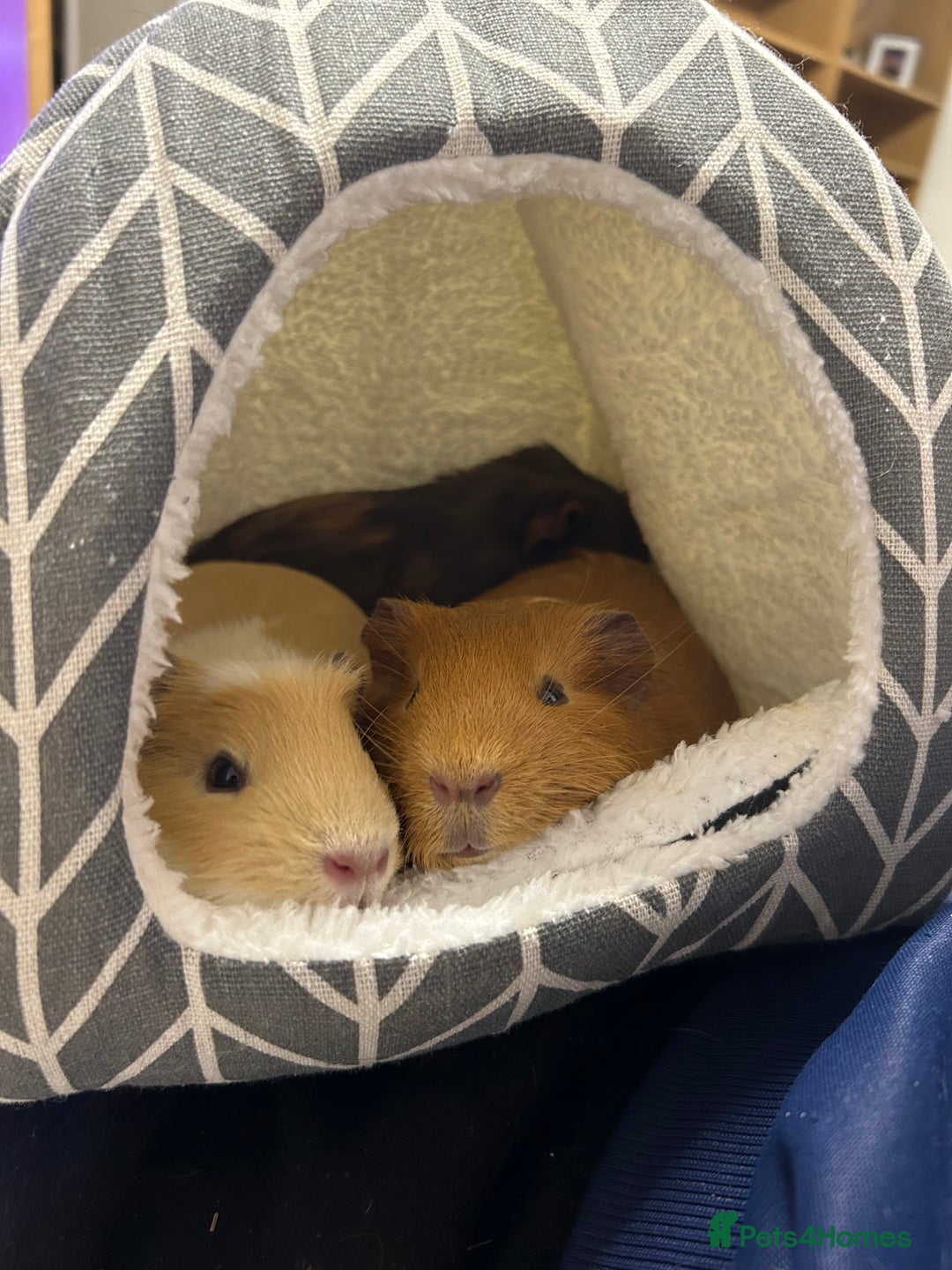 Guinea Pig rodents for sale: loving and friendly female guinea pigs - Image 7