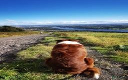 Border Collie dogs for stud: Leo the great!  - Image 2
