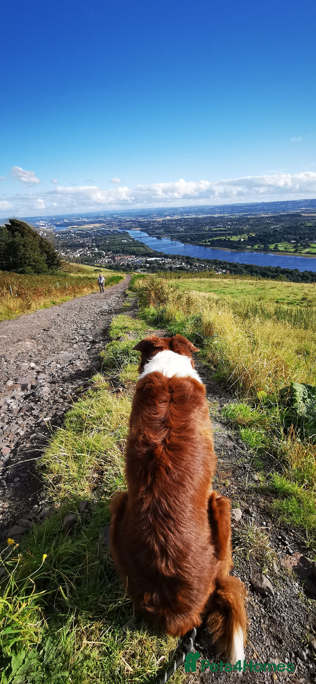 Border Collie dogs for stud: Leo the great!  - Image 2