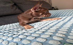 French Bulldog dogs for sale: Chocolate and tan boy - Image 4