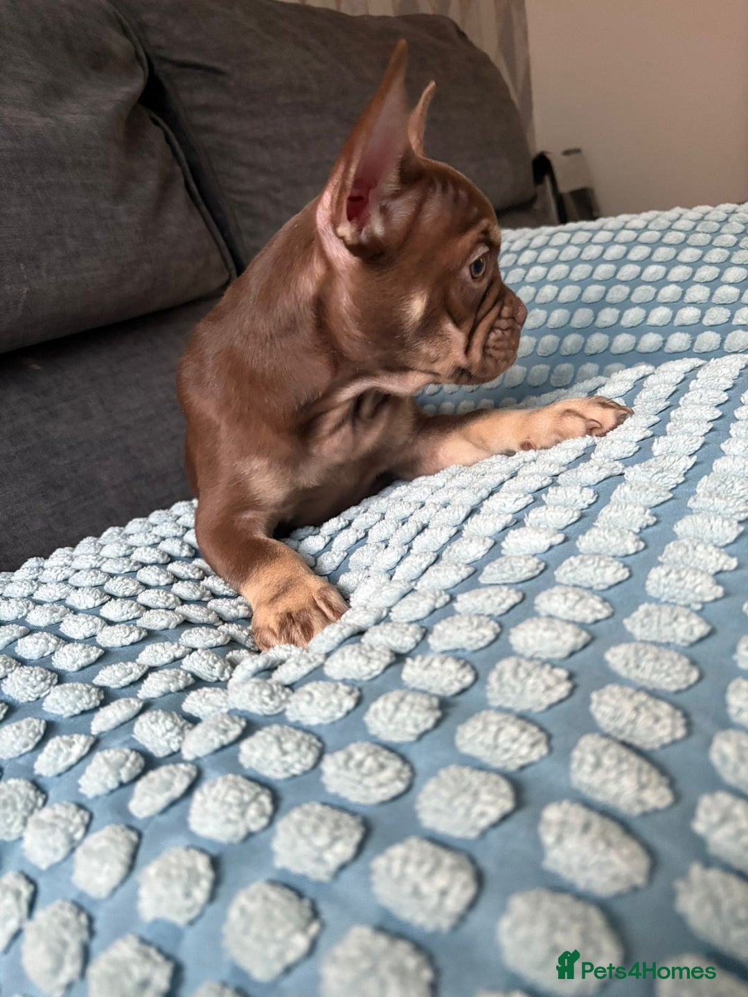 French Bulldog dogs for sale: Chocolate and tan boy - Image 4