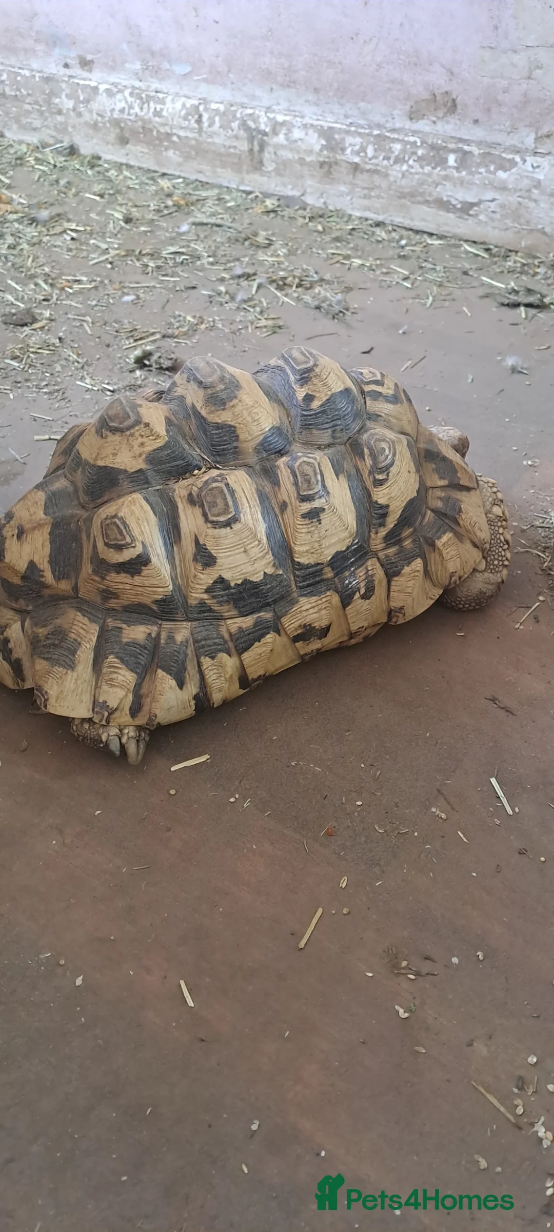Tortoise reptiles for sale: Leopards Tortoise group  x 3 - Advert 14