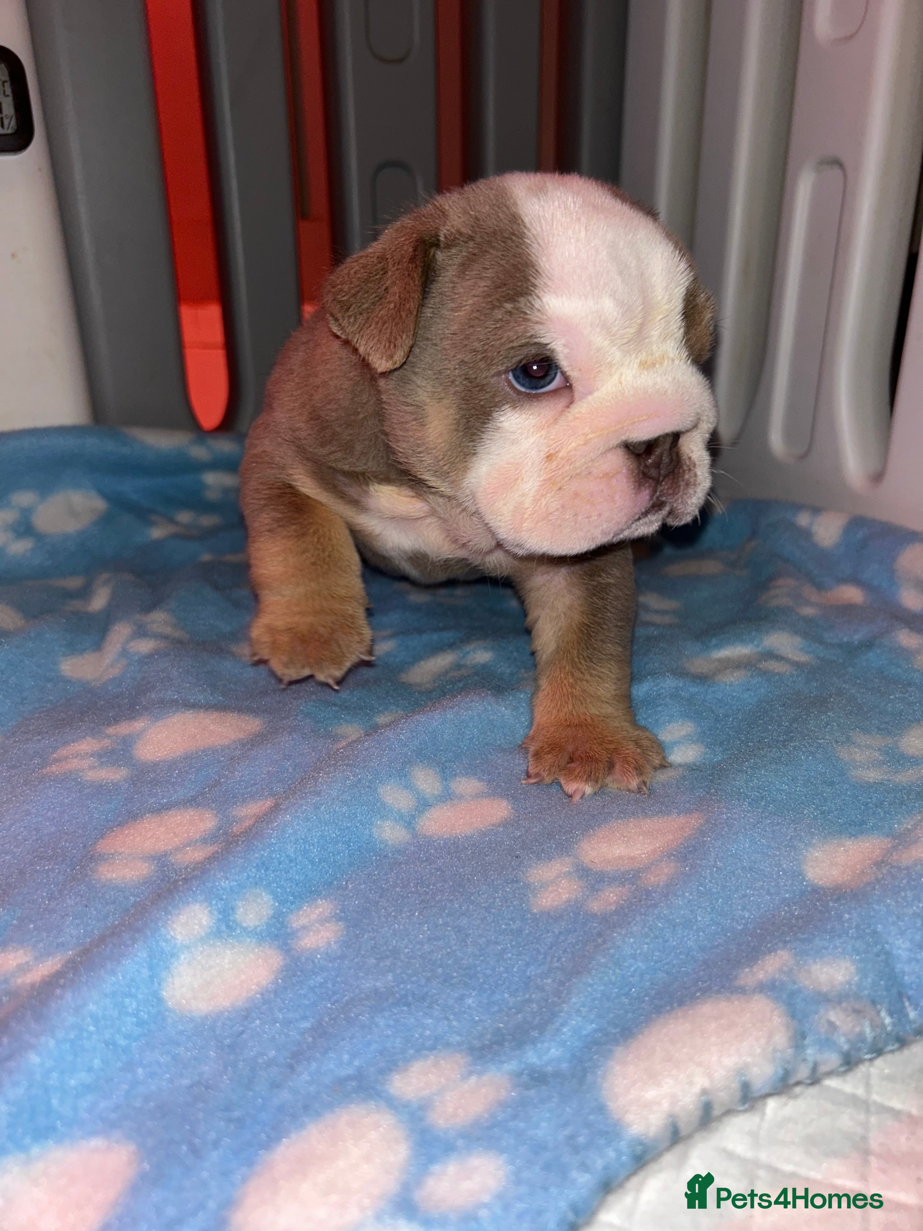 English Bulldog dogs Darla x Kobe litter of 5 - Advert 4