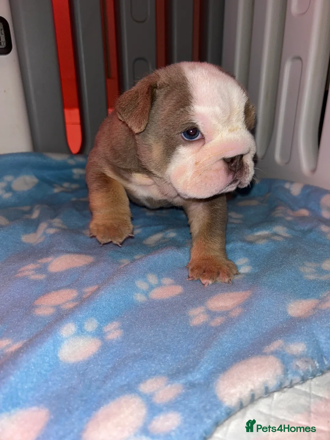 English Bulldog dogs for sale: Darla x Kobe litter of 5 - Advert 1