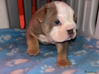 English Bulldog dogs Darla x Kobe litter of 5 - Advert 1