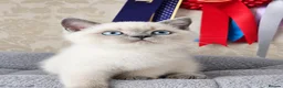 British Shorthair cats for sale: Beautiful Colourpointed Kittens - Advert 7