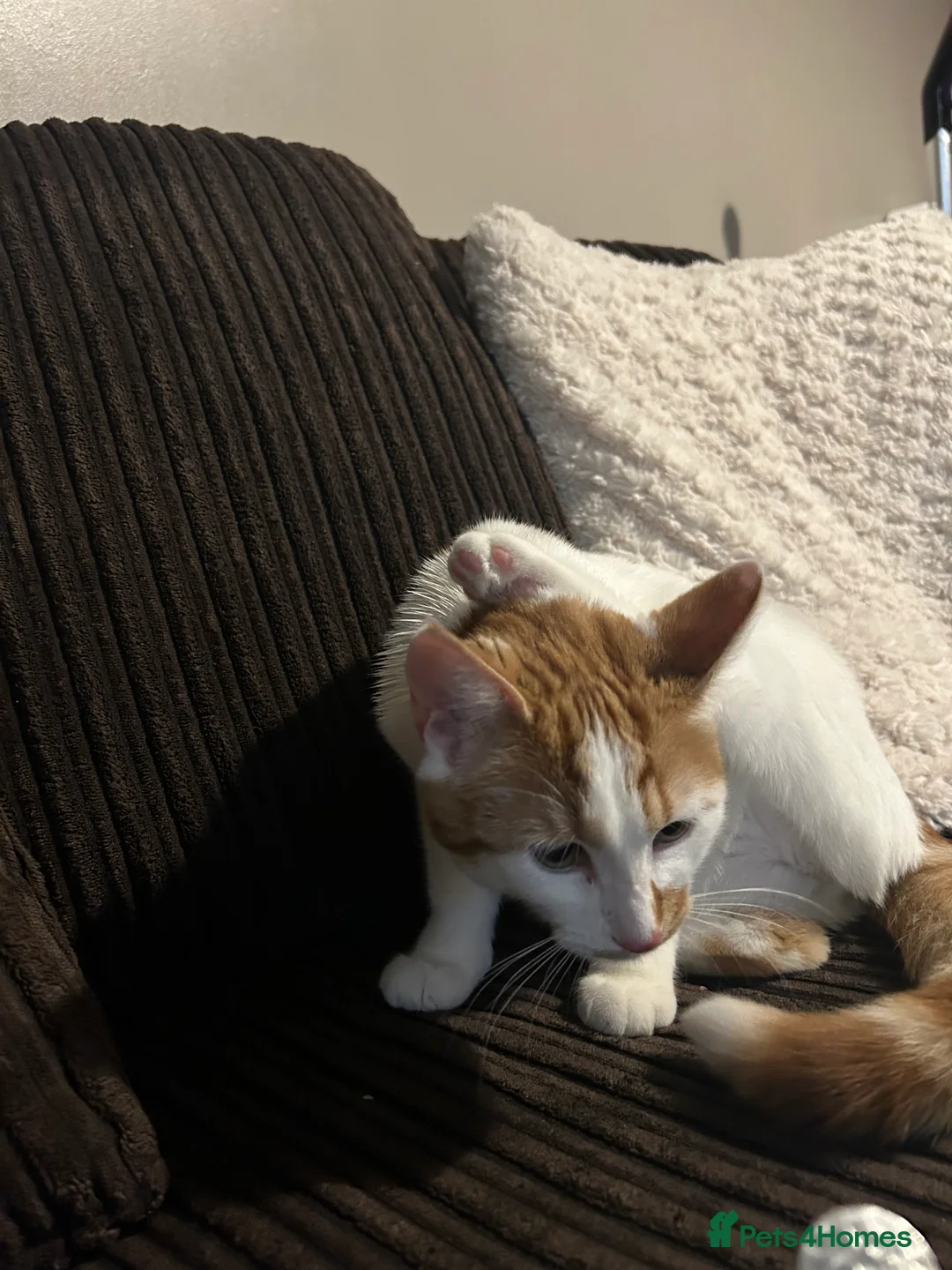 Mixed Breed cats for sale:  **   - Advert 1