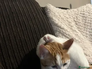 Mixed Breed cats Free to a good home - Advert 1