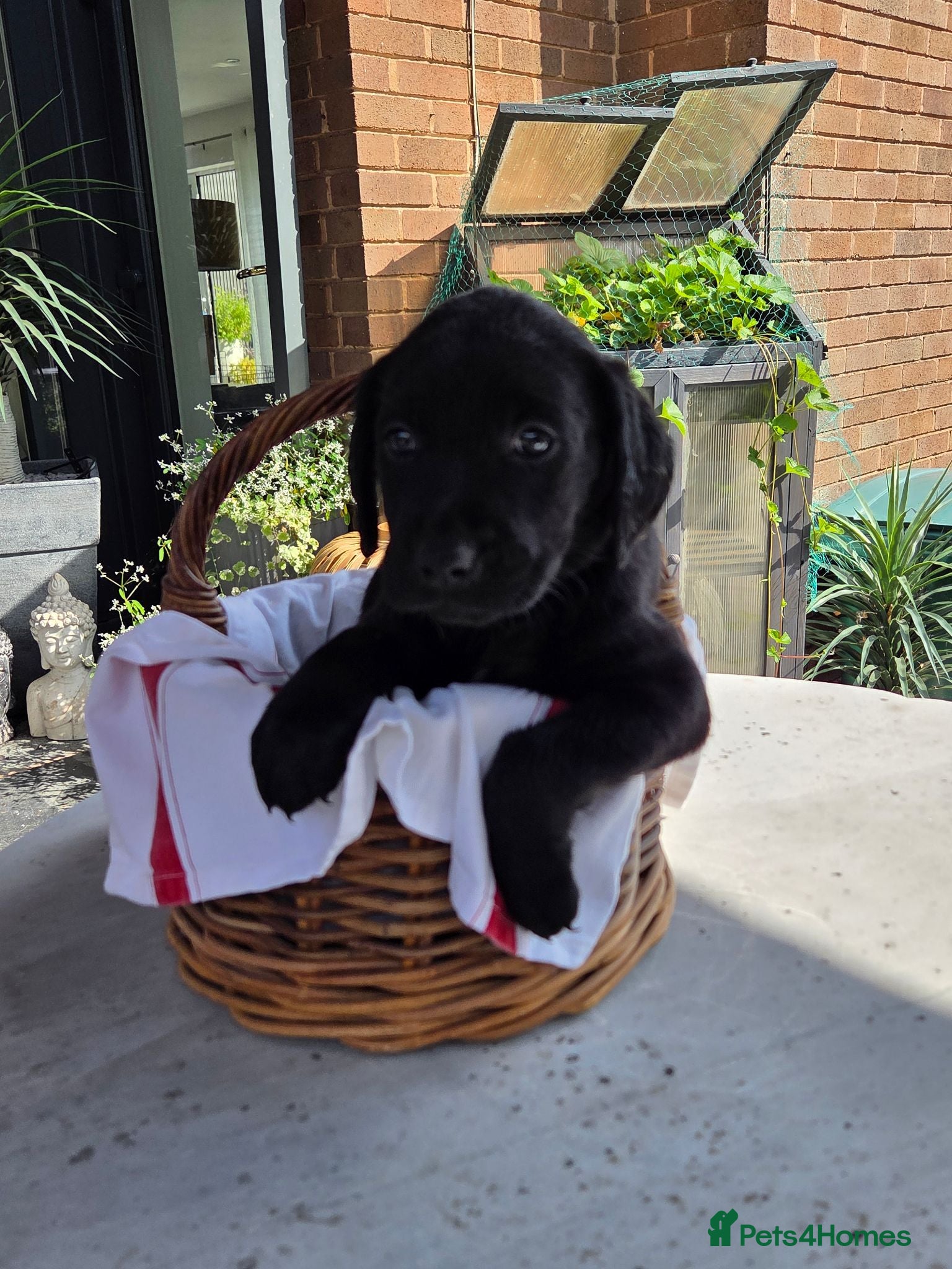 Labrador Retriever dogs Beautiful Labrador Puppies-1 girl remaining - Advert 11
