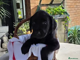 Labrador Retriever dogs Beautiful Labrador Puppies-1 girl remaining - Advert 11