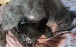 Mixed Breed cats for sale: Three lovely kittens ready to go to loving homes - Image 5