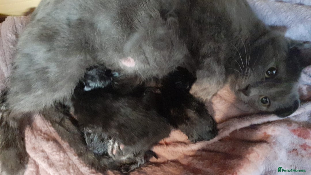 Mixed Breed cats for sale: Three lovely kittens ready to go to loving homes - Image 5
