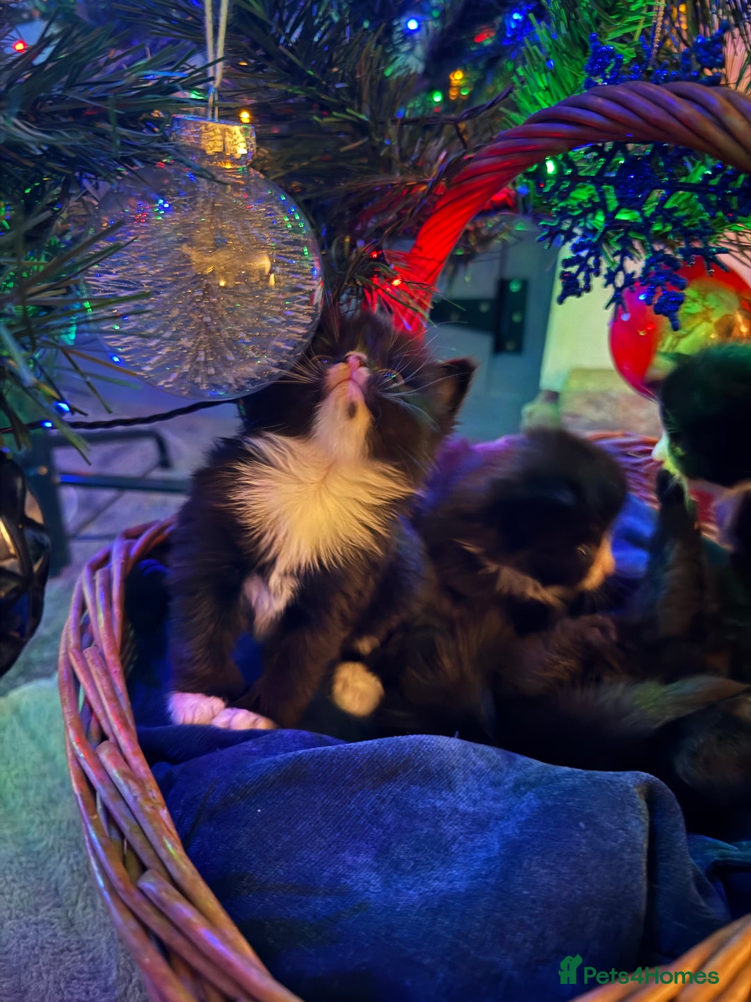 British Longhair cats for sale: 5 Beautiful Kittens  - Advert 3