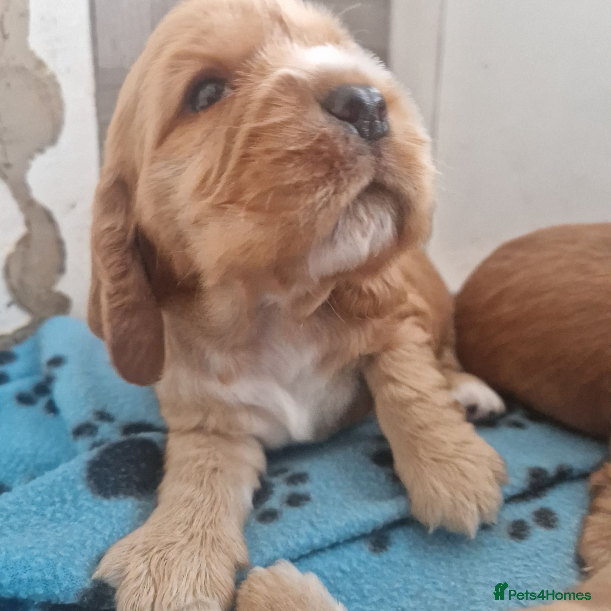 Cocker Spaniel dogs Stunning Show type cocker spaniels - Advert 2