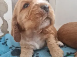 Cocker Spaniel dogs Stunning little girl show type cocker spaniels - Advert 1