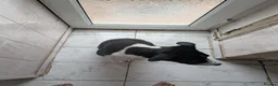 Border Collie dogs for sale: Luna  - Advert 3