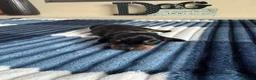 Dachshund dogs for sale: Miniature Dachshunds  in Bridgwater - Advert 13