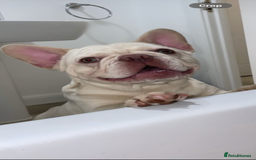 French Bulldog dogs for sale: French bulldog puppies  - Image 7