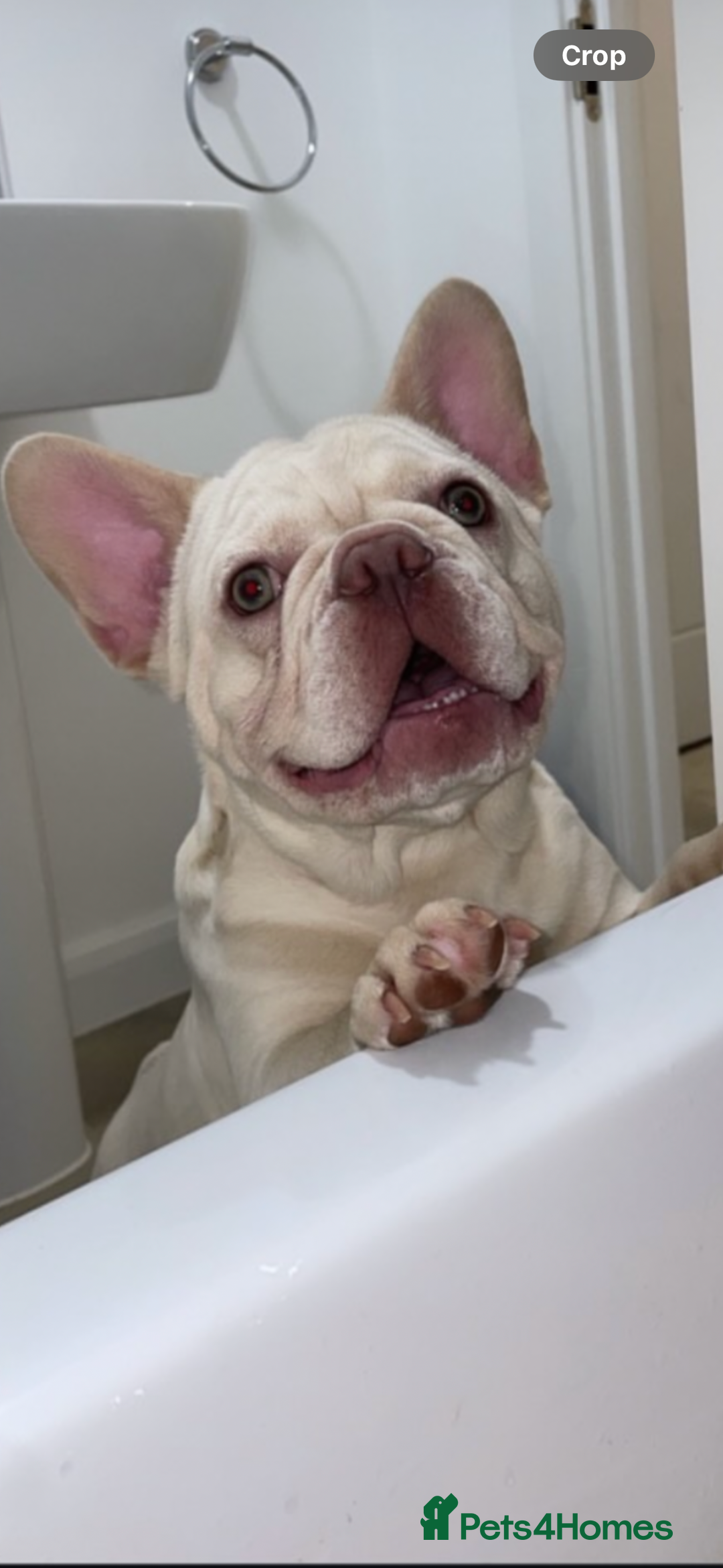 French Bulldog dogs for sale: French bulldog puppies  - Image 7