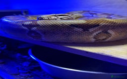Boa Snake reptiles for sale: Dwarf Boa Constrictor  - Image 2