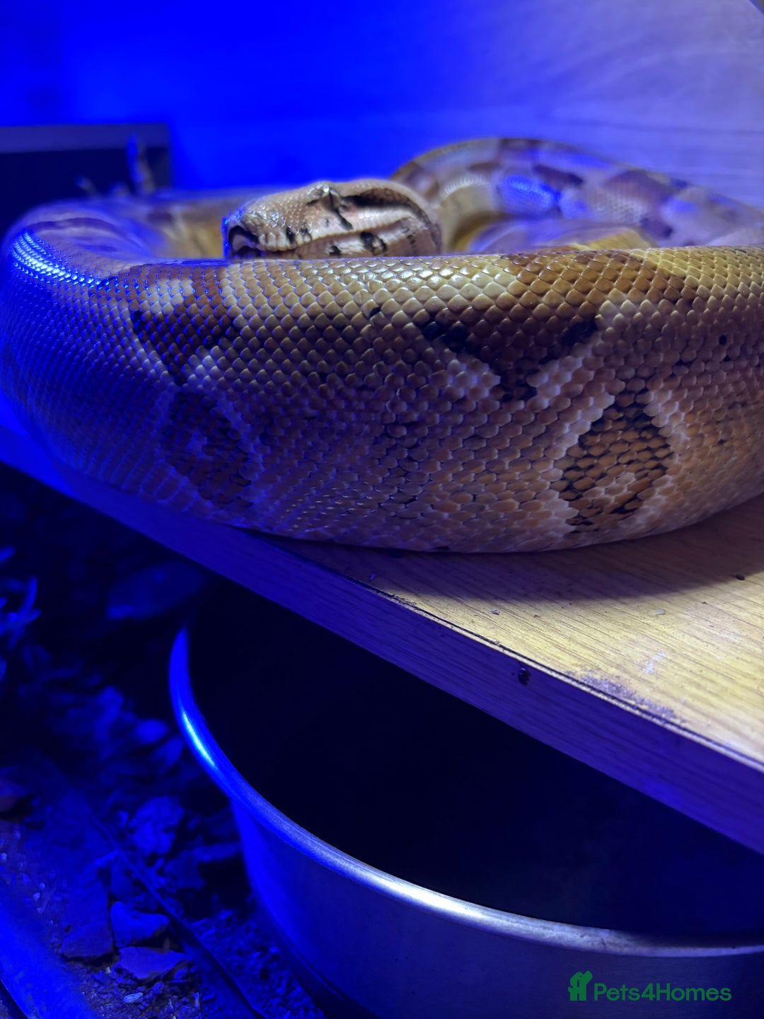 Boa Snake reptiles for sale: Dwarf Boa Constrictor  - Image 2