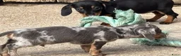 Miniature Dachshund dogs for sale: Miniature dachshunds - Advert 25
