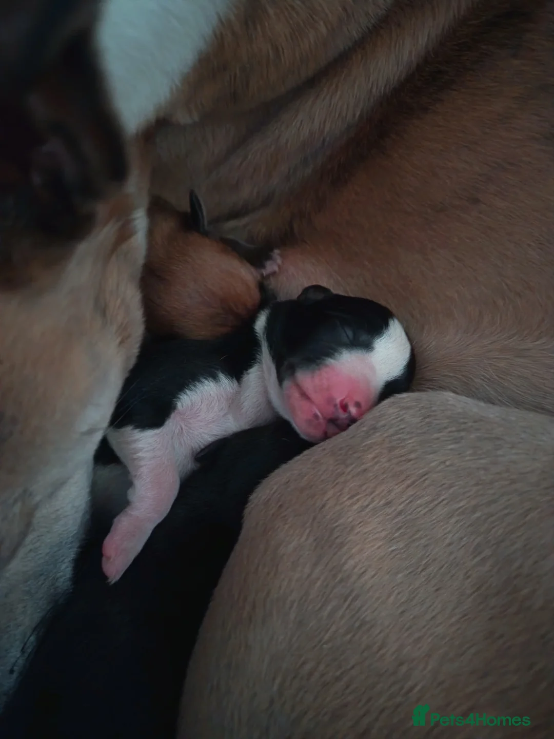 Whippet dogs for sale: KC registered puppies  - Advert 5