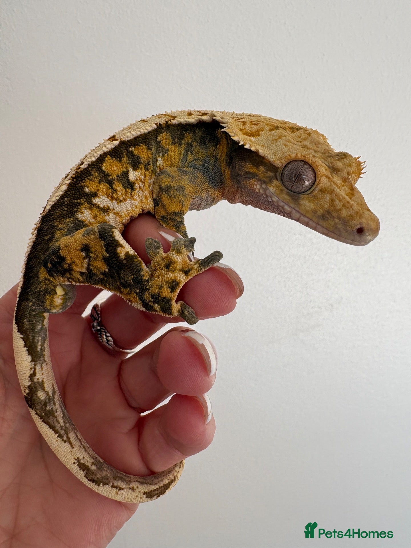 Gecko reptiles Tri colour Male  - Advert 1
