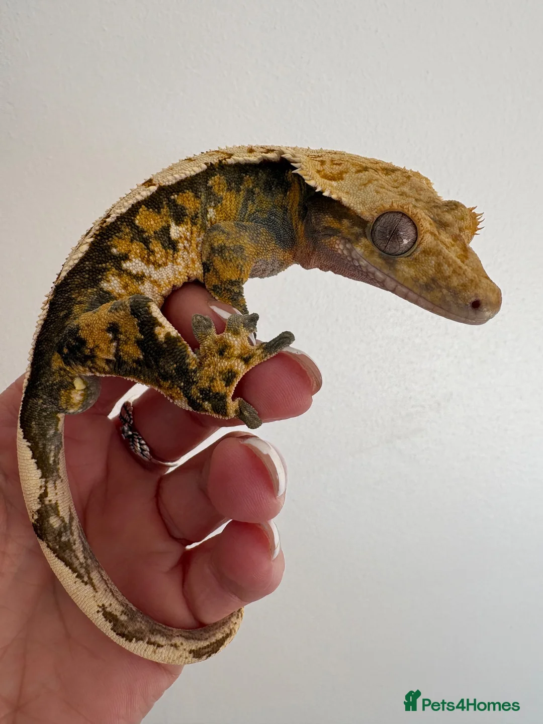 Gecko reptiles for sale: Tri colour Male  - Advert 1
