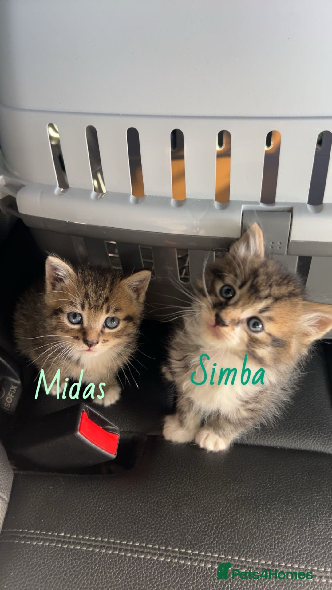 Mixed Breed cats Male Tabby kittens for sale  - Advert 1
