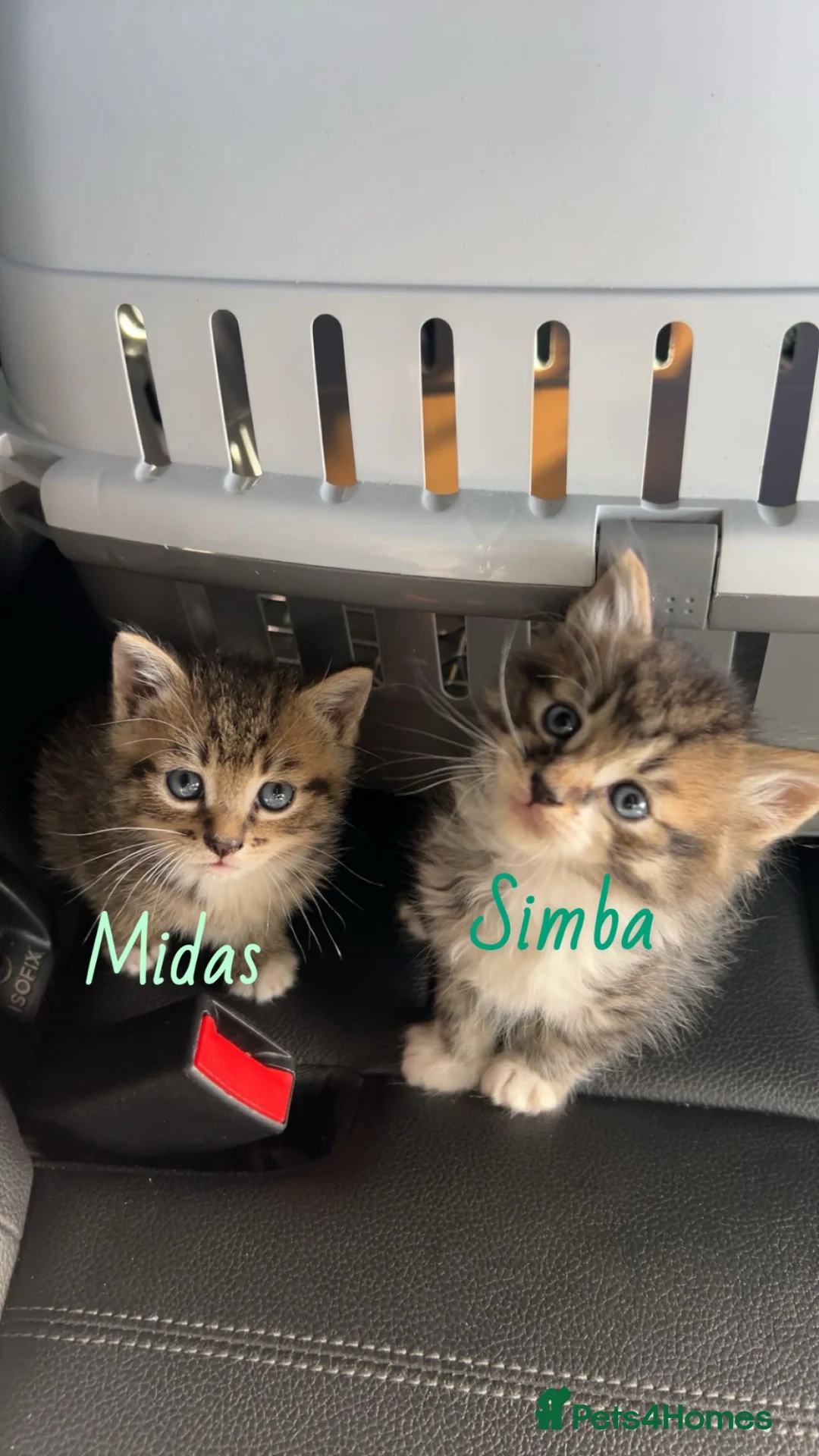 Mixed Breed cats for sale: Male Tabby kittens for sale  - Advert 1