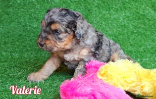 Cockapoo dogs Stunning F1 Cockapoos Available - Advert 4