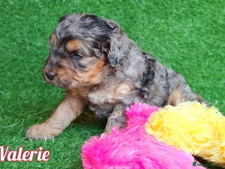 Cockapoo dogs Stunning F1 Cockapoos Available - Advert 1