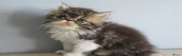Persian cats for sale: Lovely Persian Female Kitten - Advert 2