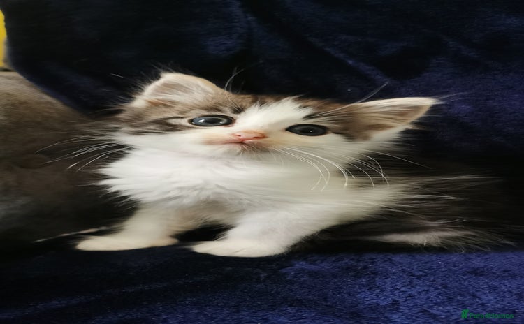 Siberian cats - Advert 3