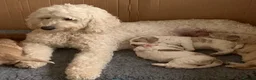 Goldendoodle dogs for sale: 🌟Premium Multi-Gen Doodle Puppies – Rare Colours  - Advert 2