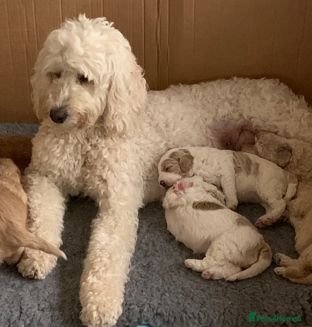 Goldendoodle dogs for sale: 🌟Premium Multi-Gen Doodle Puppies – Rare Colours  - Advert 2