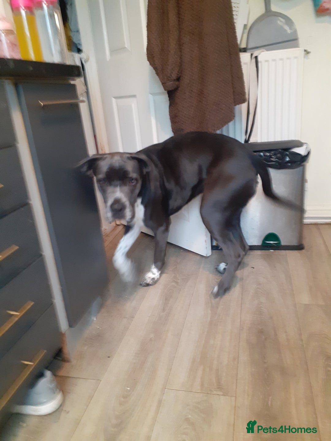 Mixed Breed dogs for sale: Pepper  - Image 5