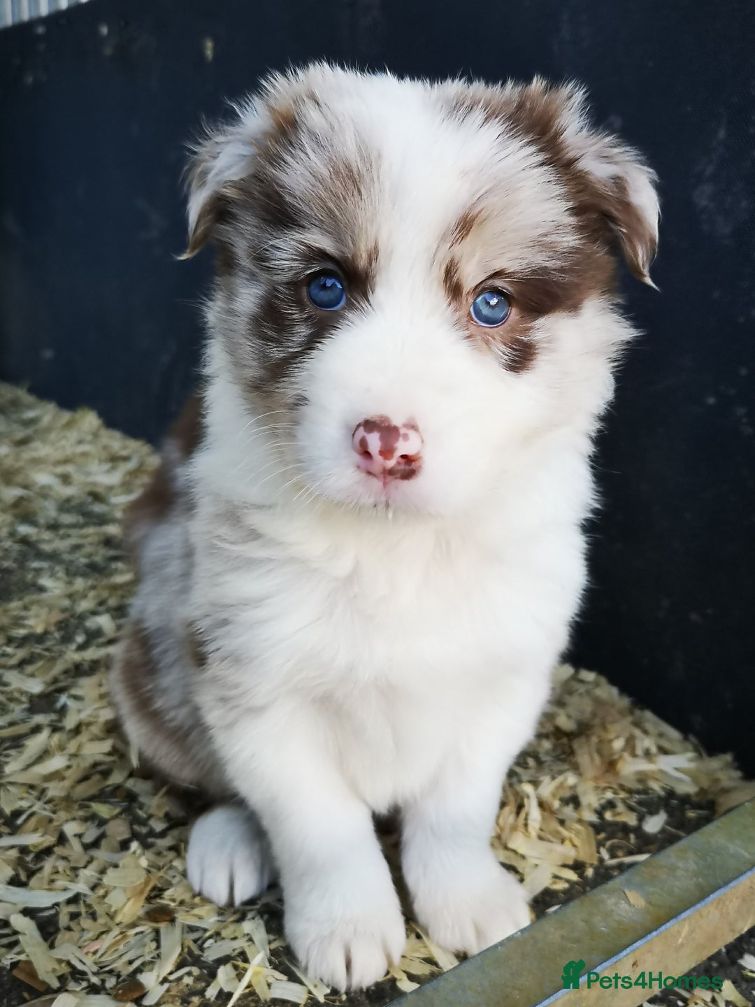 Border Collie dogs for sale: Stunning Fluffy Border Collies Puppies for Sale - Image 10