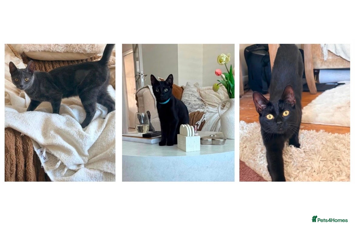 Domestic Shorthair cats Maya, Margot & Mabel - looking for a home TOGETHER - Advert 1