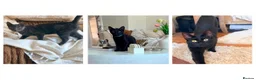 Domestic Shorthair cats for adoption: Maya, Margot & Mabel - looking for a home TOGETHER in Fleet - Advert 1