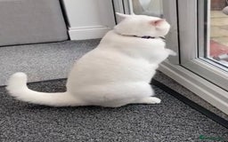Domestic Shorthair cats for sale: Male Kitten Domestic Shorthair - Image 3