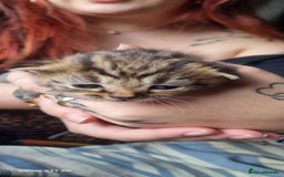 British Shorthair cats for sale: Male tabby kitten - Image 4