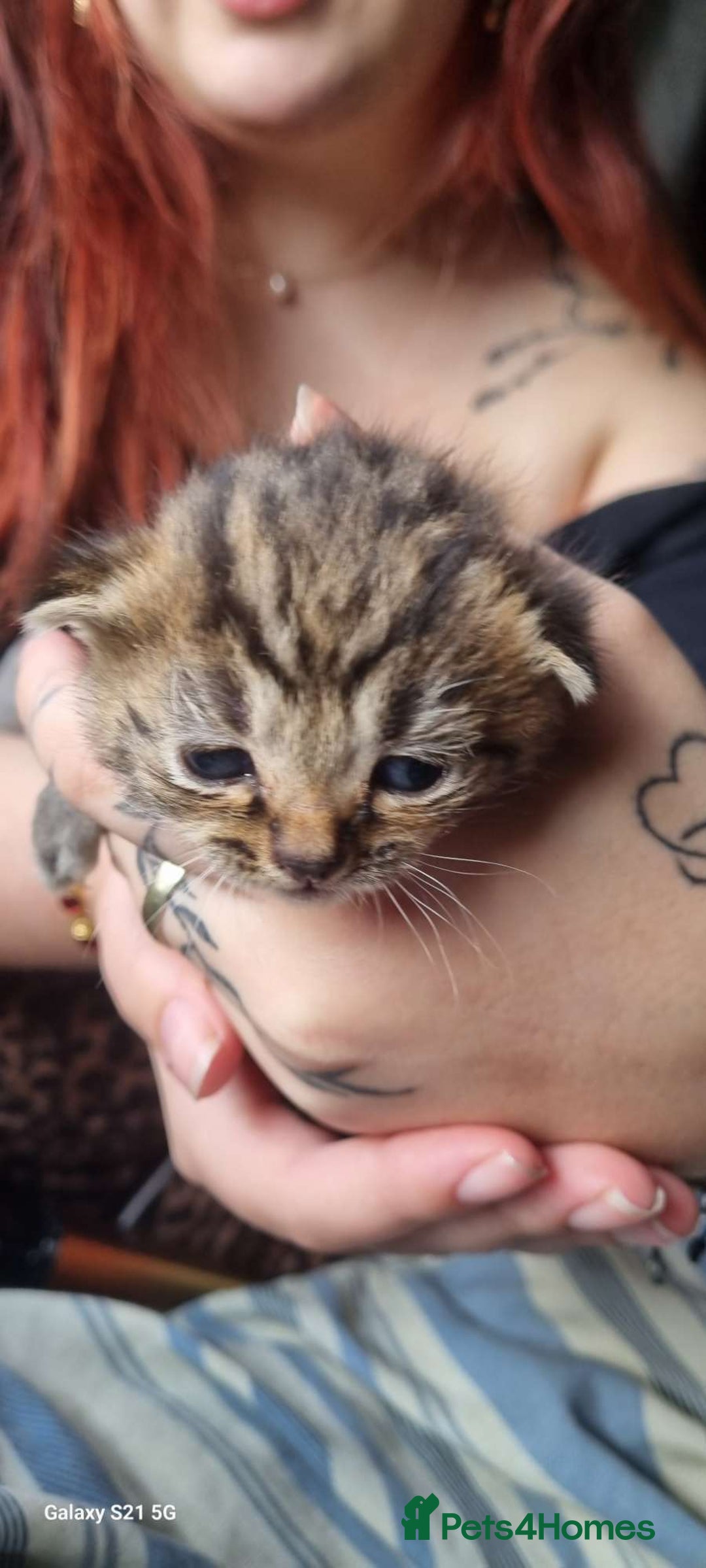 British Shorthair cats for sale: Male tabby kitten - Image 4